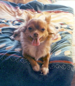 Chihuahua-Hündin Rita